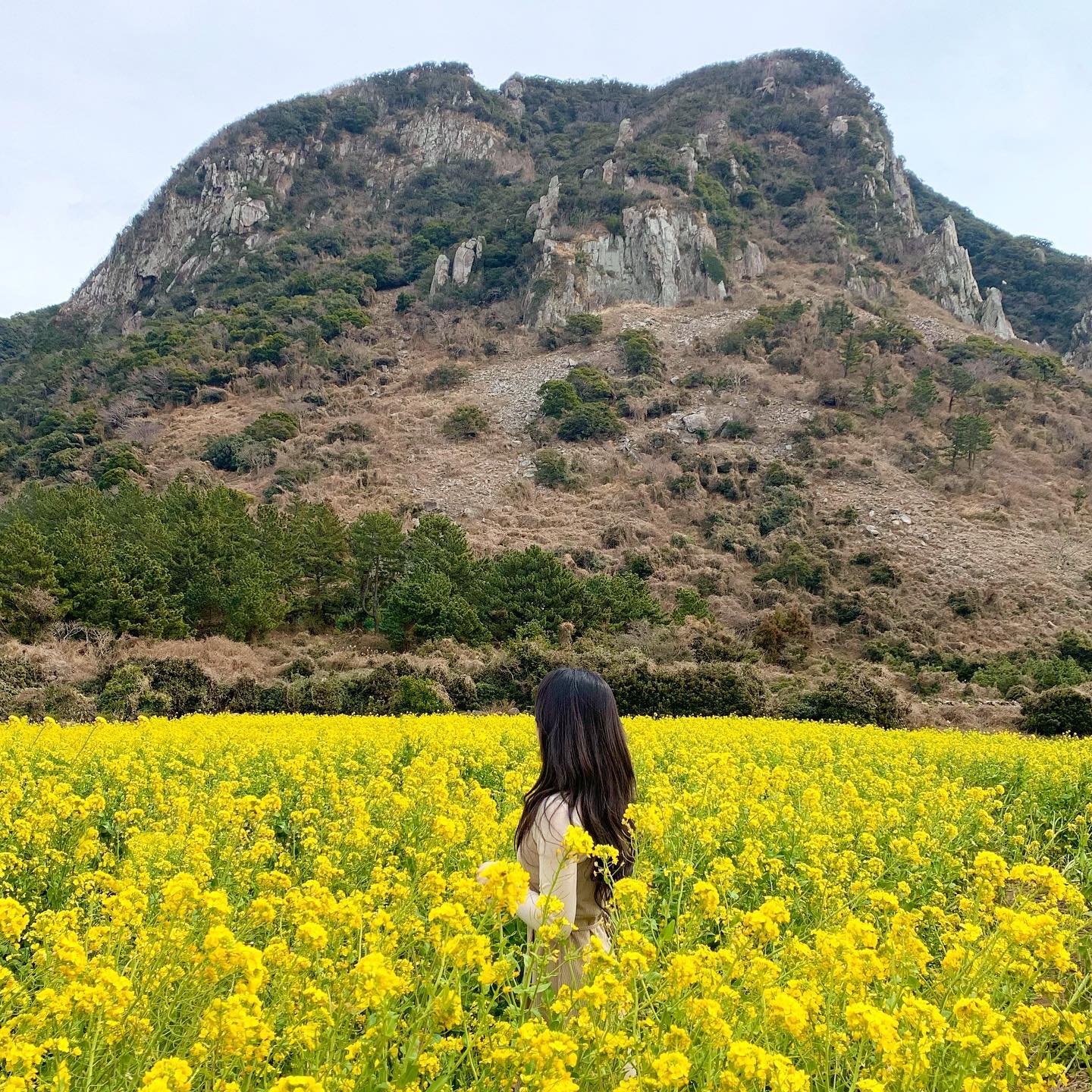 난 벚꽃보러 못갔으니까 저번달에 보러간 #유채꽃 사진이나 올려야지.. 🌼