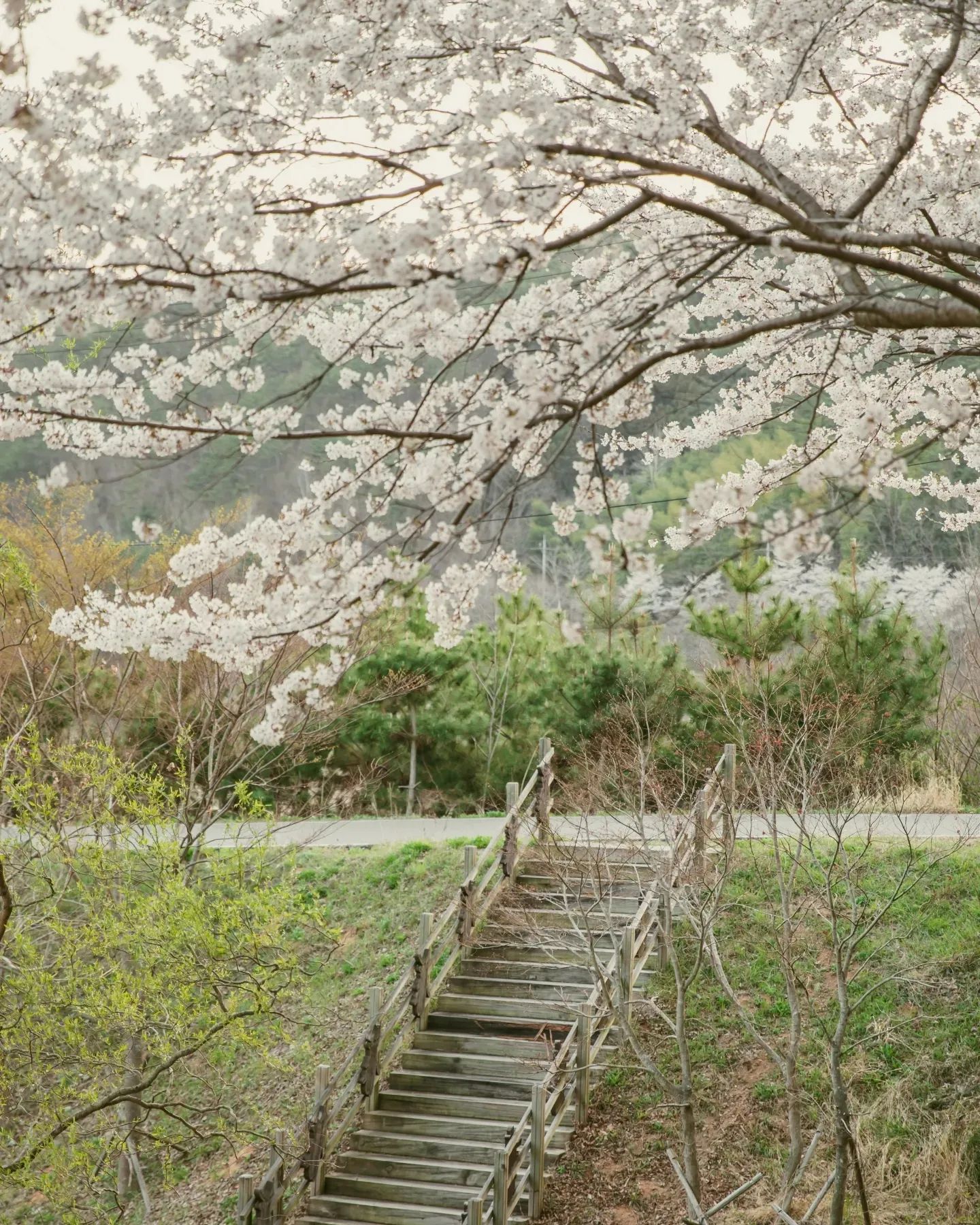 봄🌸 가지고 왔습니다! 
여기는 #거제도 #벚꽃로드 
오후 느즈막히 드라이브 다녀왔어요 💕
벚꽃이 흐드러지는게 내마음도 살랑살랑 💜
거제도에도 #벚꽃명소 가득

📷  canon mark4 + 24-70mm

#여행에미치다 #남해여행 #거제벚꽃 #봄봄봄 #여행 #photography #daily #여행 #꽃놀이 #스냅 #사진 #핫플 #꽃사진 #캐논이미징코리아
