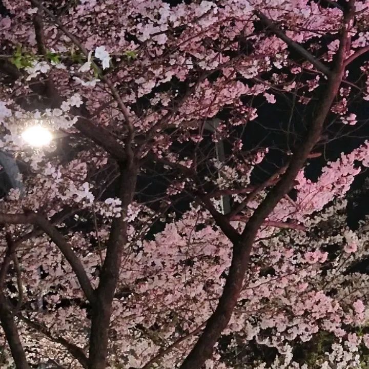 이제서야 보는 봄꽃~~너무 이쁘당~~
