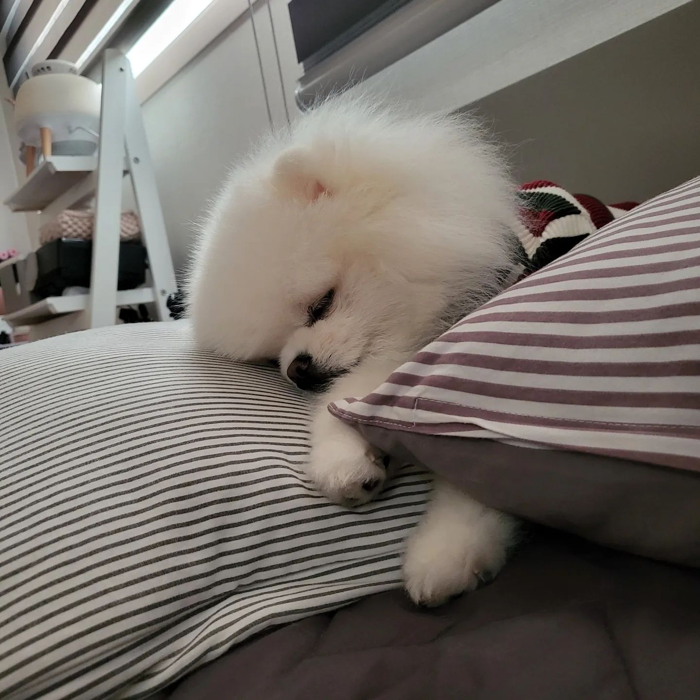 ت 
오늘 아침 자는 모습이 너무 귀여워서 머리 한번 만졌다가 솜이가 1분동안 째려봤다... 
미안.. 너무 이뻐서 그랬어.. 😭
마지막 짤은 잠 다깨고 이쁘게 봐주는 솜이❤️