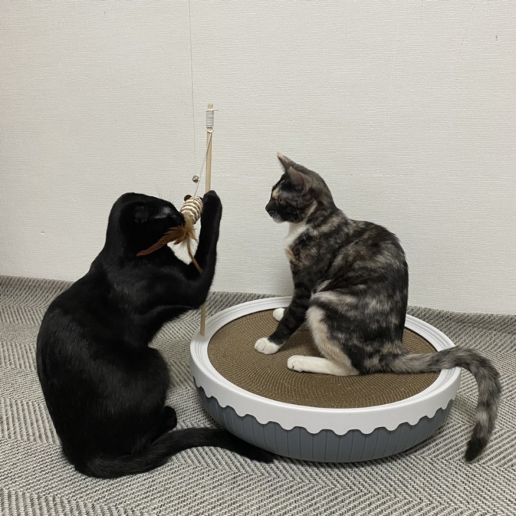 [티제이와이] 장난감은 덤, 골판지 고양이 원형스크래쳐