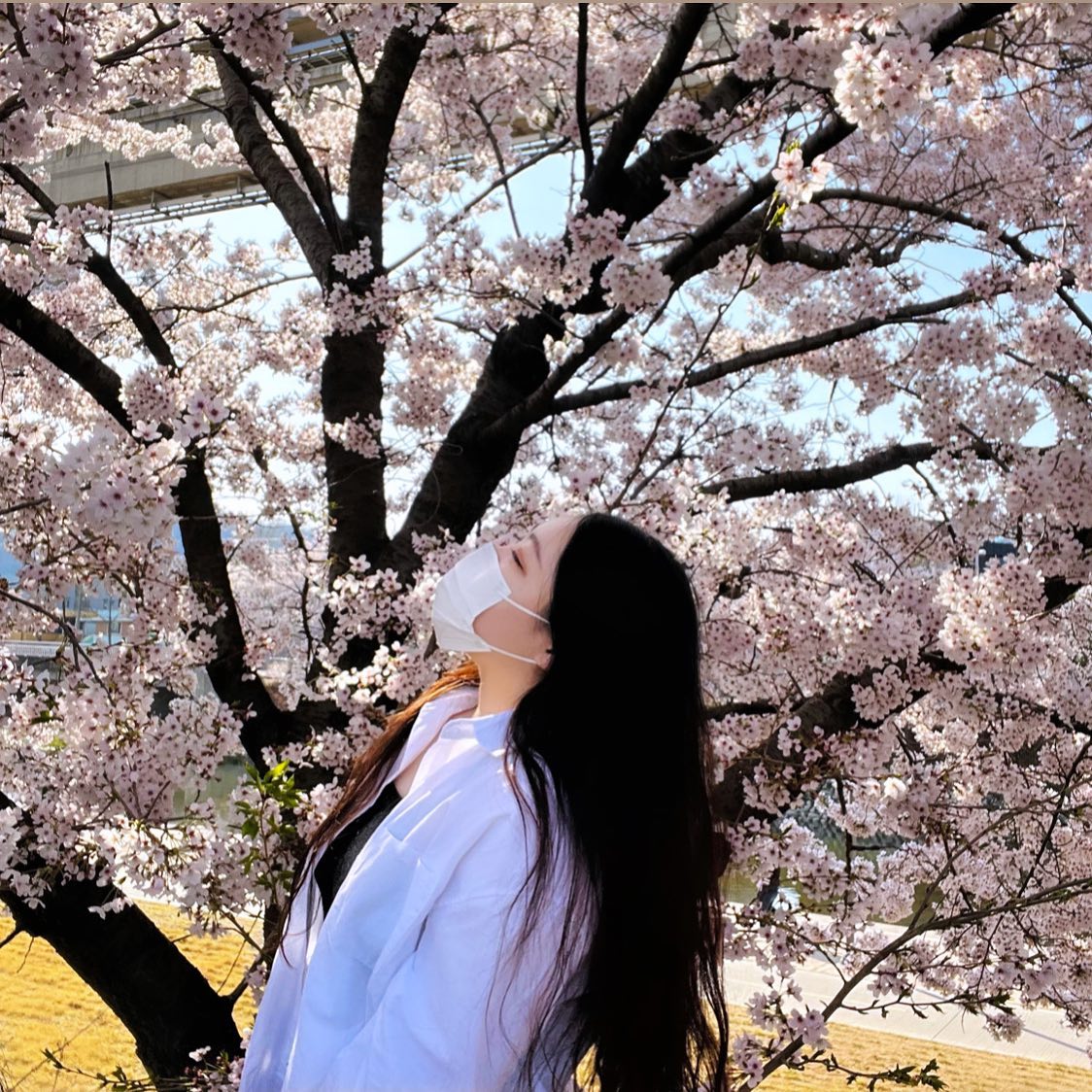 꽃구경