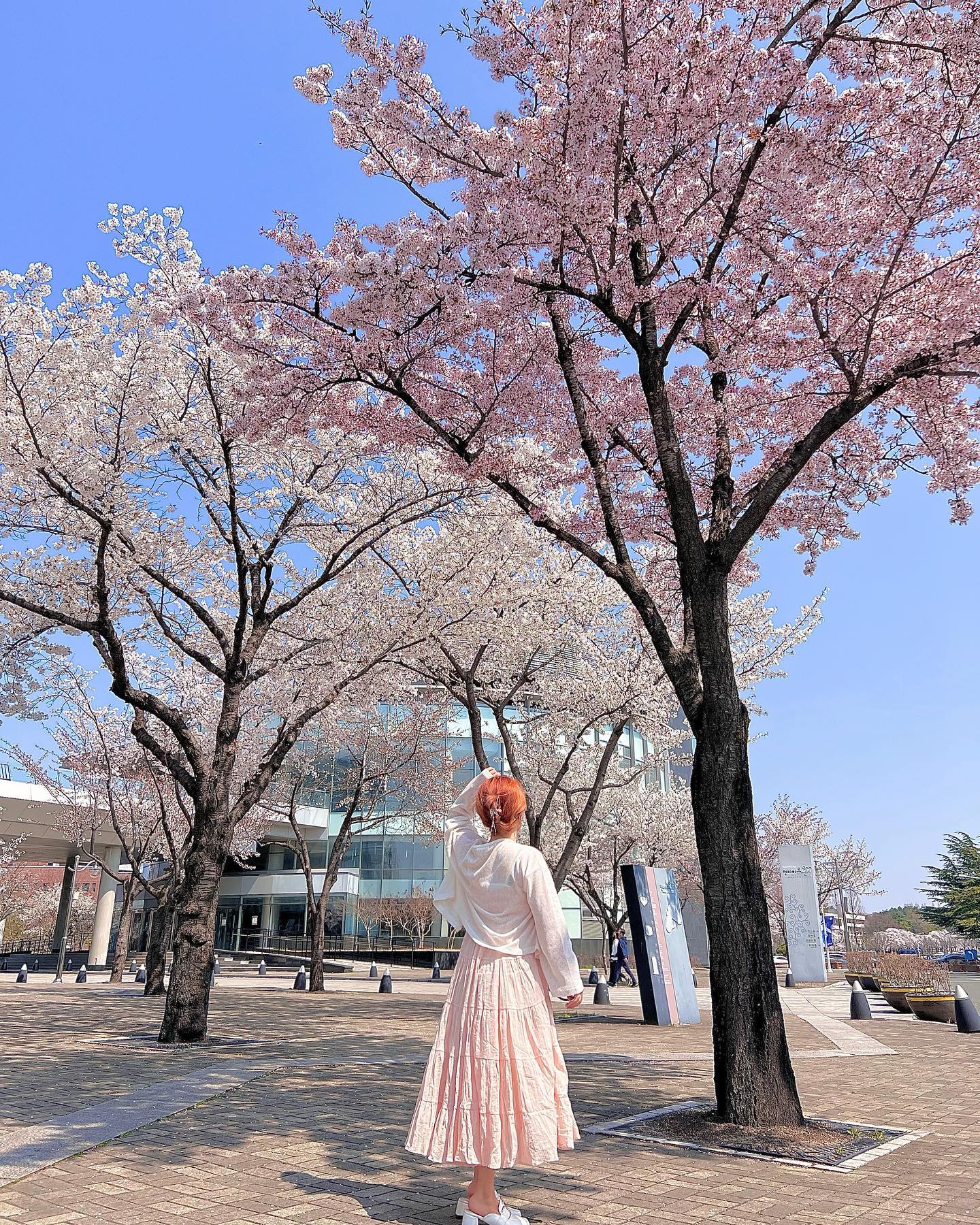 친구들과 부산 가기전 찰칵🌸🤍

#144cm #일주일전😂 #귀차니즘폭발 #사진정리중📷 #벚꽃 #경산 #영남대 

#맞팔 #좋반 #맞팔환영 #좋반환영 #첫줄반사 #첫줄좋반 #좋아요반사 #l4l #f4f