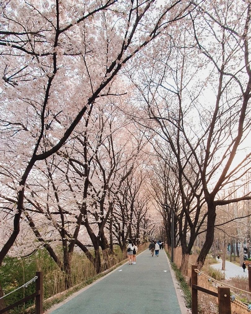 너무 예쁘다 😍

#벚꽃 #봄 #🌸
