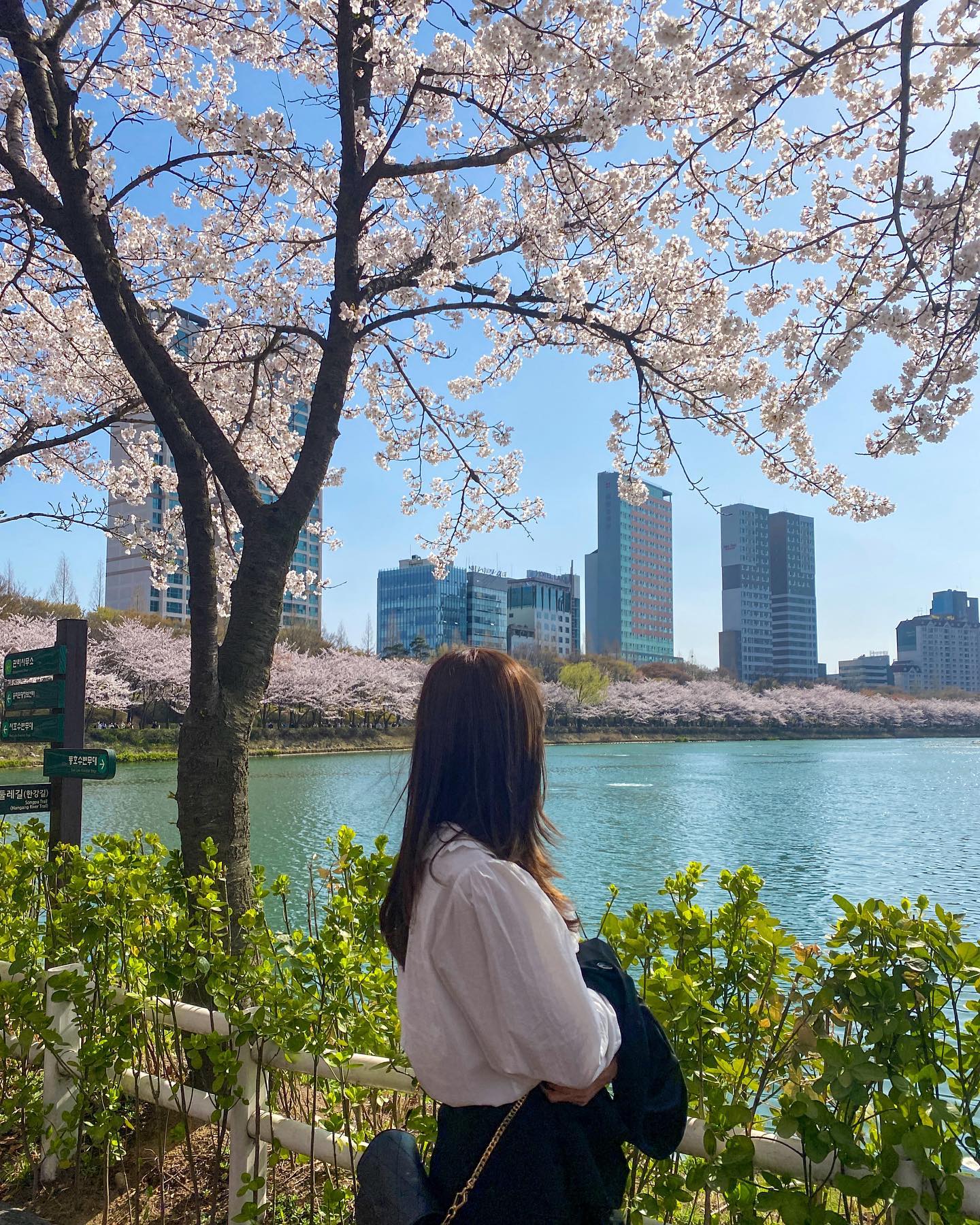 벚꽃 팝콘 팡팡팡 🌸