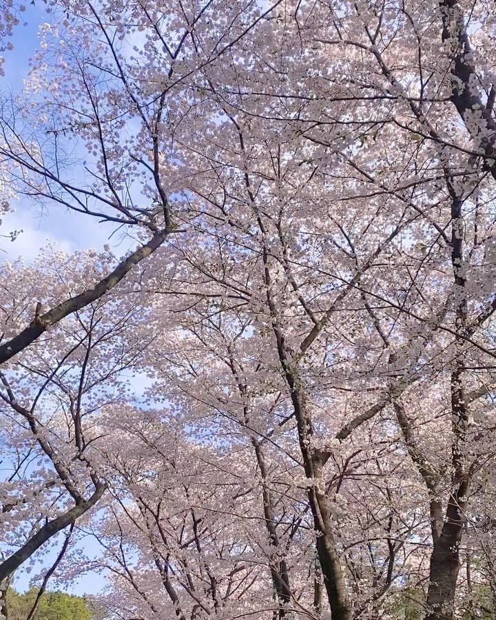 .
집근처 벚꽃로드🌸
어디에나 있는 게 벚꽃같은데 볼때마다 반갑고, 
계절이 오면 보려고 찾아가게 되는 신기한 매력
한적하고 아름다운 풍경이었다💕

#네모하우스#인테리어#신혼집인테리어#미니멀리스트#하우스인테리어#실내인테리어#바우하우스#모던#클래식#오후#실내조명#장스탠드조명#장스탠드#오늘의집#집꾸미기#반려묘#고양이#반려동물#꿀비#애옹#사지마세요입양하세요#테라스#베란다#테라스인테리어#베란다꾸미기#테라스있는집#벚꽃#동탄벚꽃명소#동탄벚꽃#봄