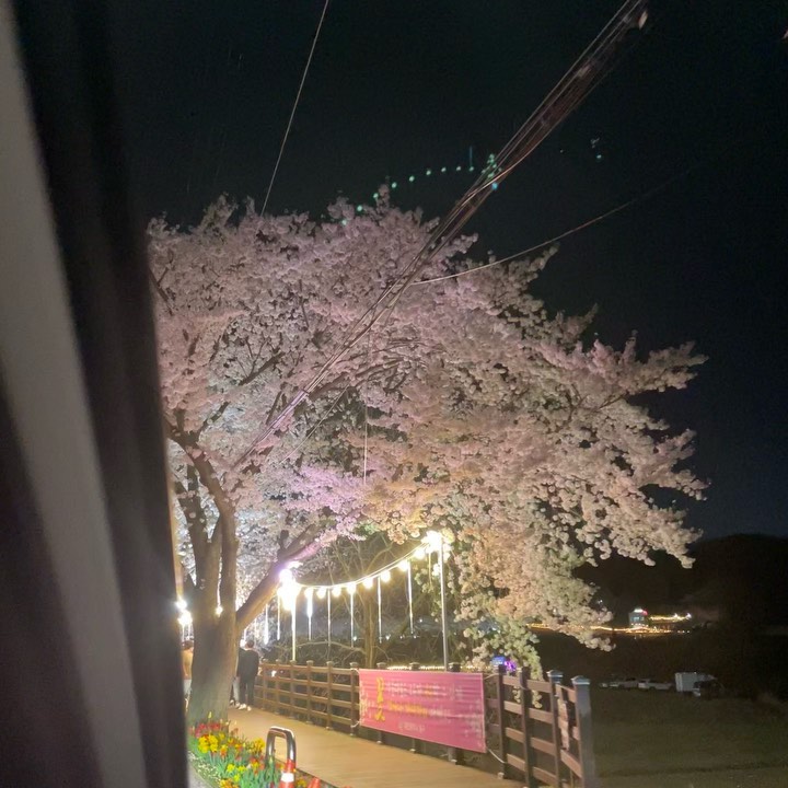 기분 전환, 벛꽃 

#벚꽃엔딩 #밤드라이브🌙