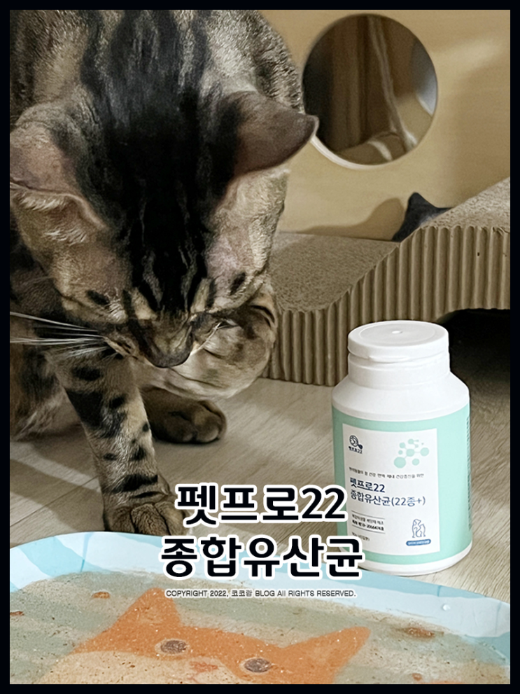 고양이변비 해결하는 방법 (w.고양이유산균 펫프로22)