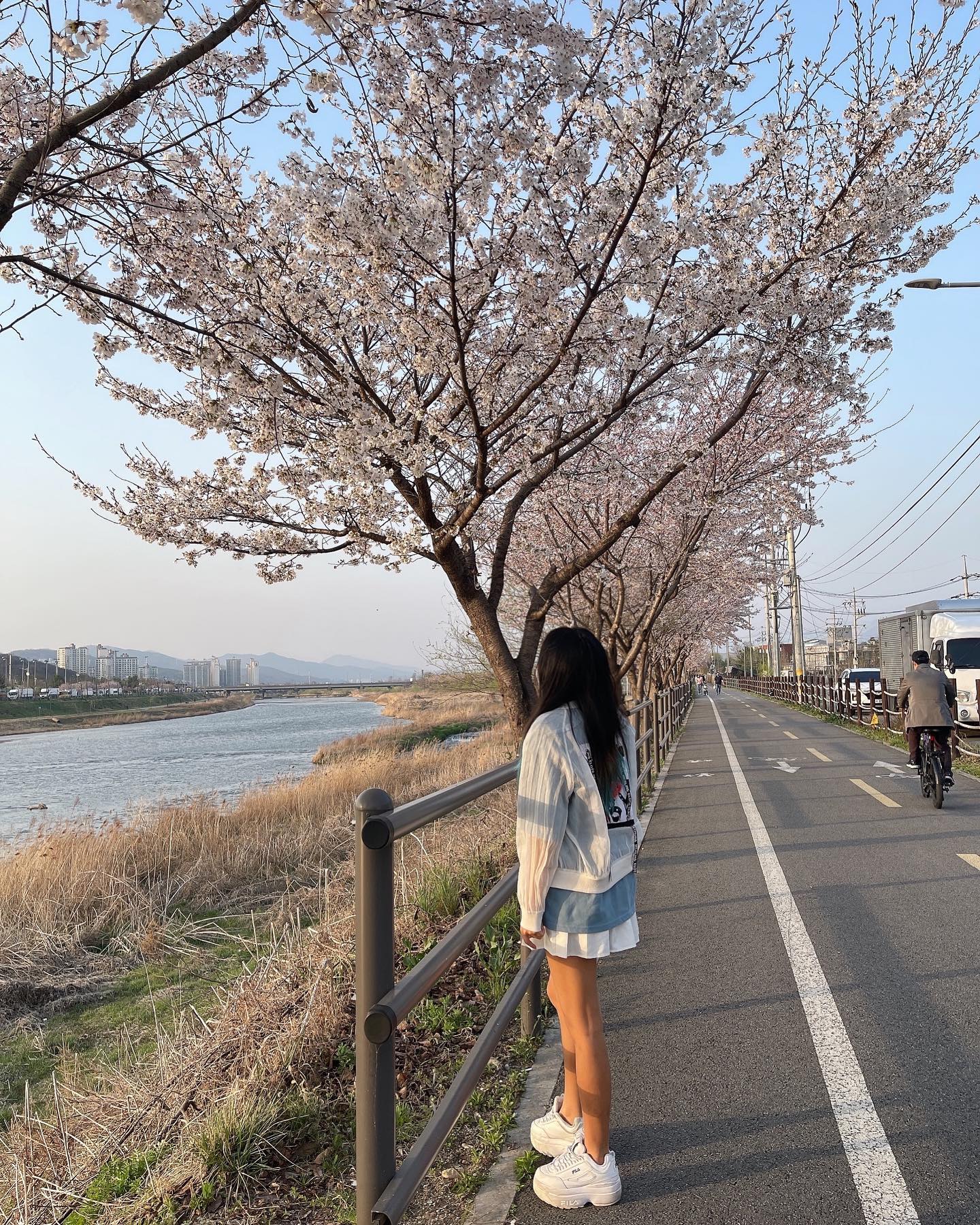 벚꽃😌😌😌