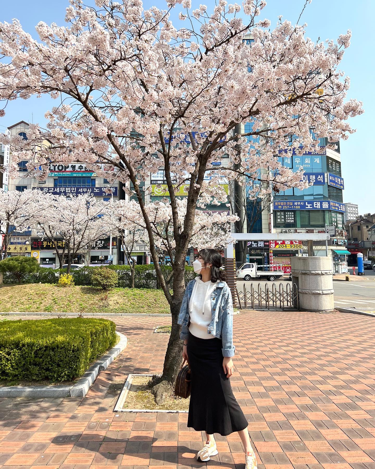 나두 팝콘나무 봄🌸🌞