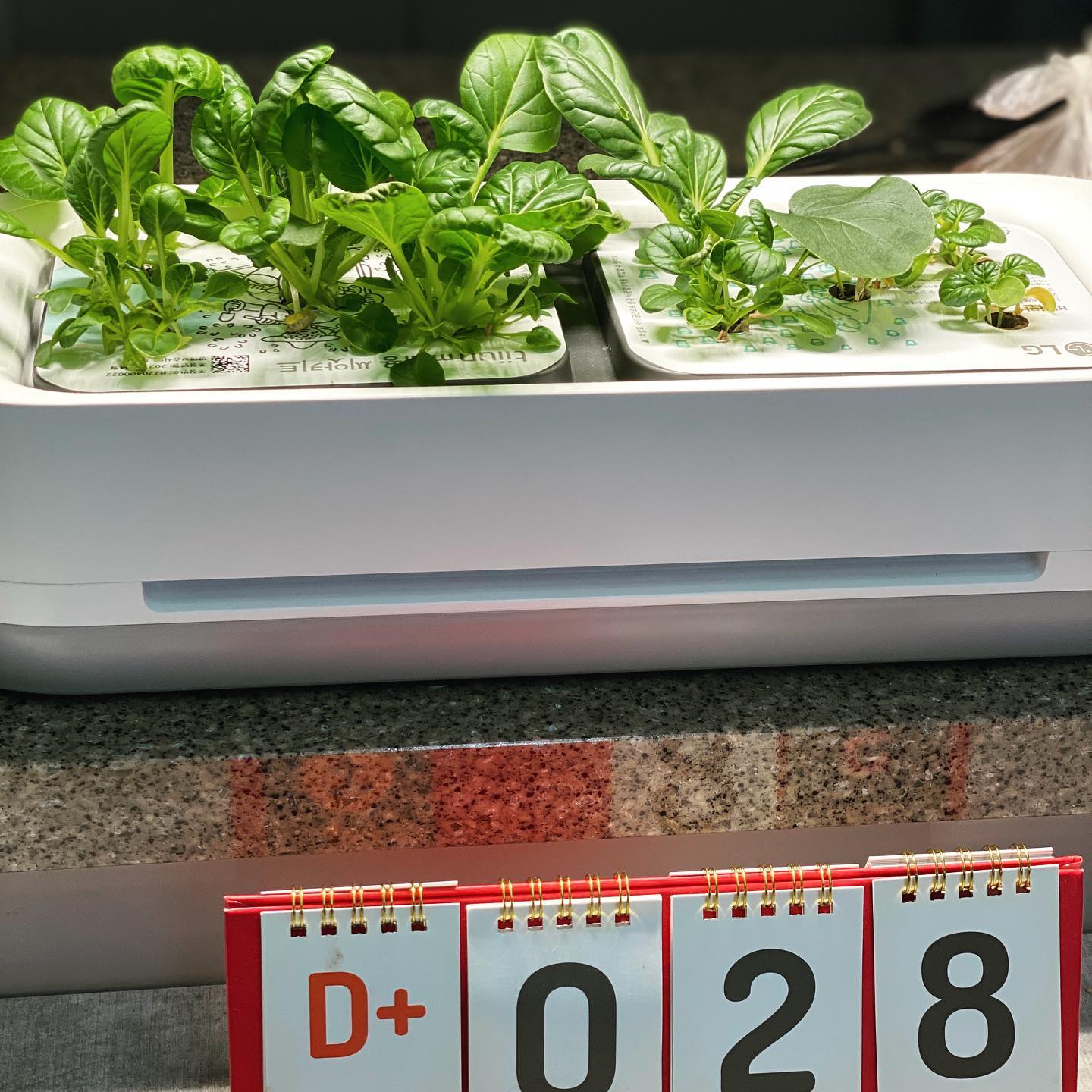 새싹이 28일차

이제 제법 키가 커서 연결키트 작창완료!!
아침마다 비타민 잘라먹는 재미ㅋㅋㅋ🌱🌱🌱

#틔운미니 #새싹이 
#반려식물 #테이블위의작은정원 
#틔운미니28일차 #워킹맘취미