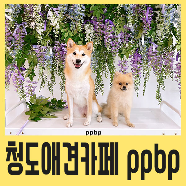 신상 청도애견카페 "ppbp" 다녀왔어요! 대만족 후기