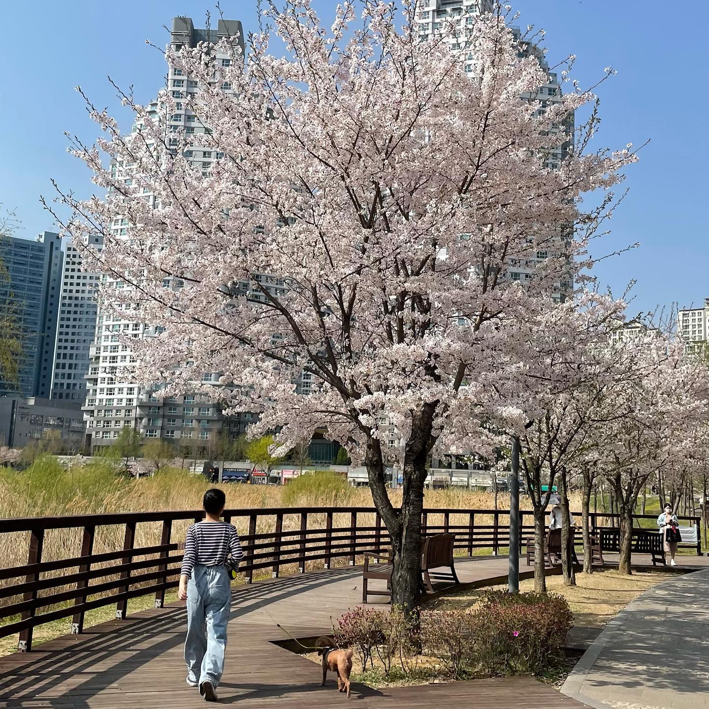 뒷북으로 한 달 넘은 벚꽃 사진 올리기😝🌸 

#07#07년생#봄#벚꽃#중학생#패션#spring#cherryblossom#한국#광교호수공원#산책