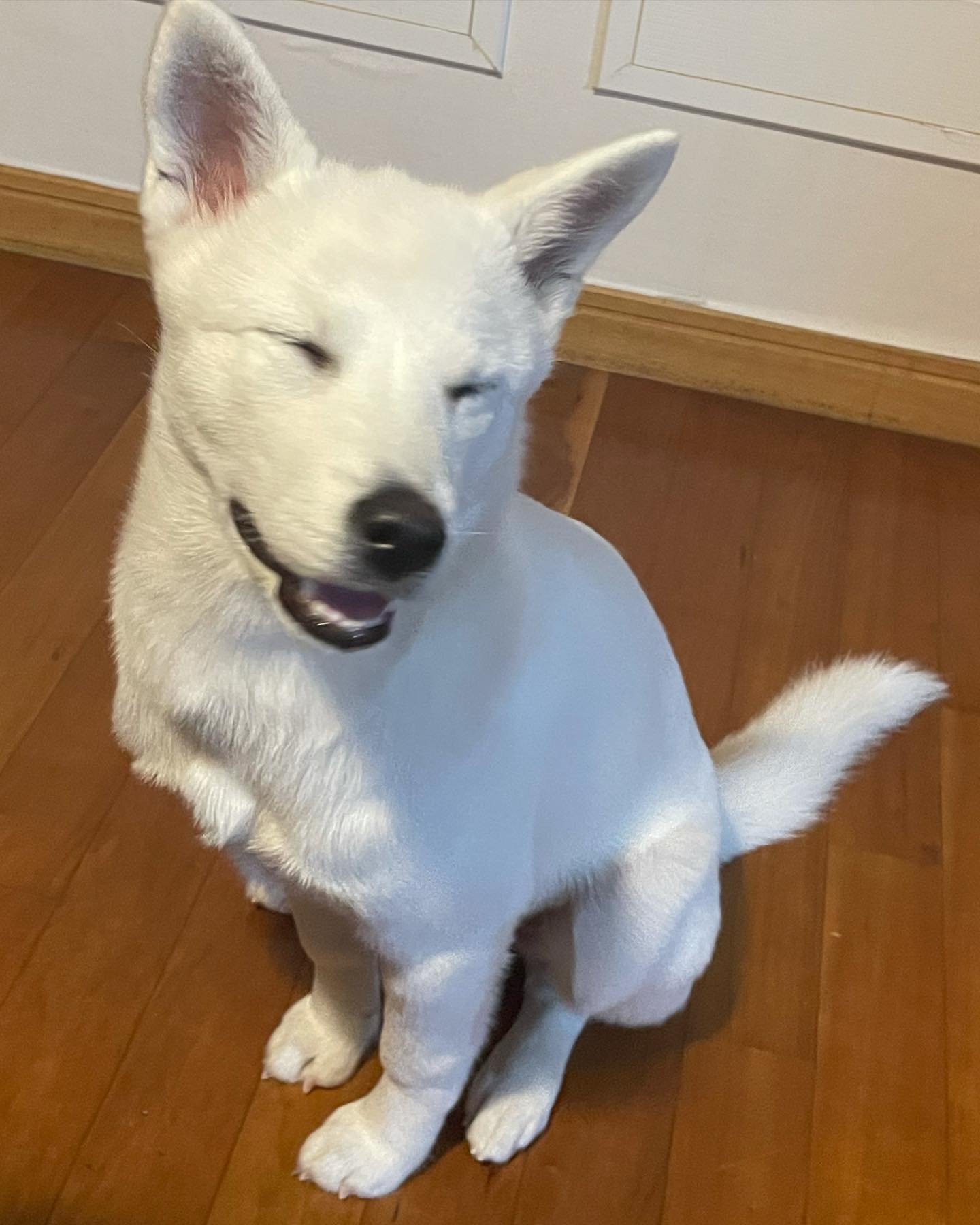 조아