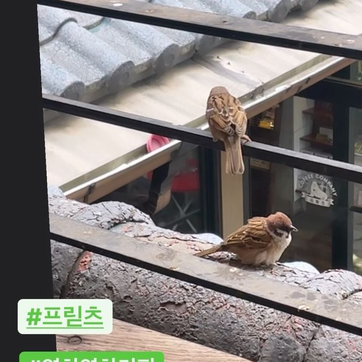 먹튀하는 귀요미들🐥
#프릳츠
#프릳츠커피컴퍼니 
#프릳츠커피 
#프릳츠영차영차