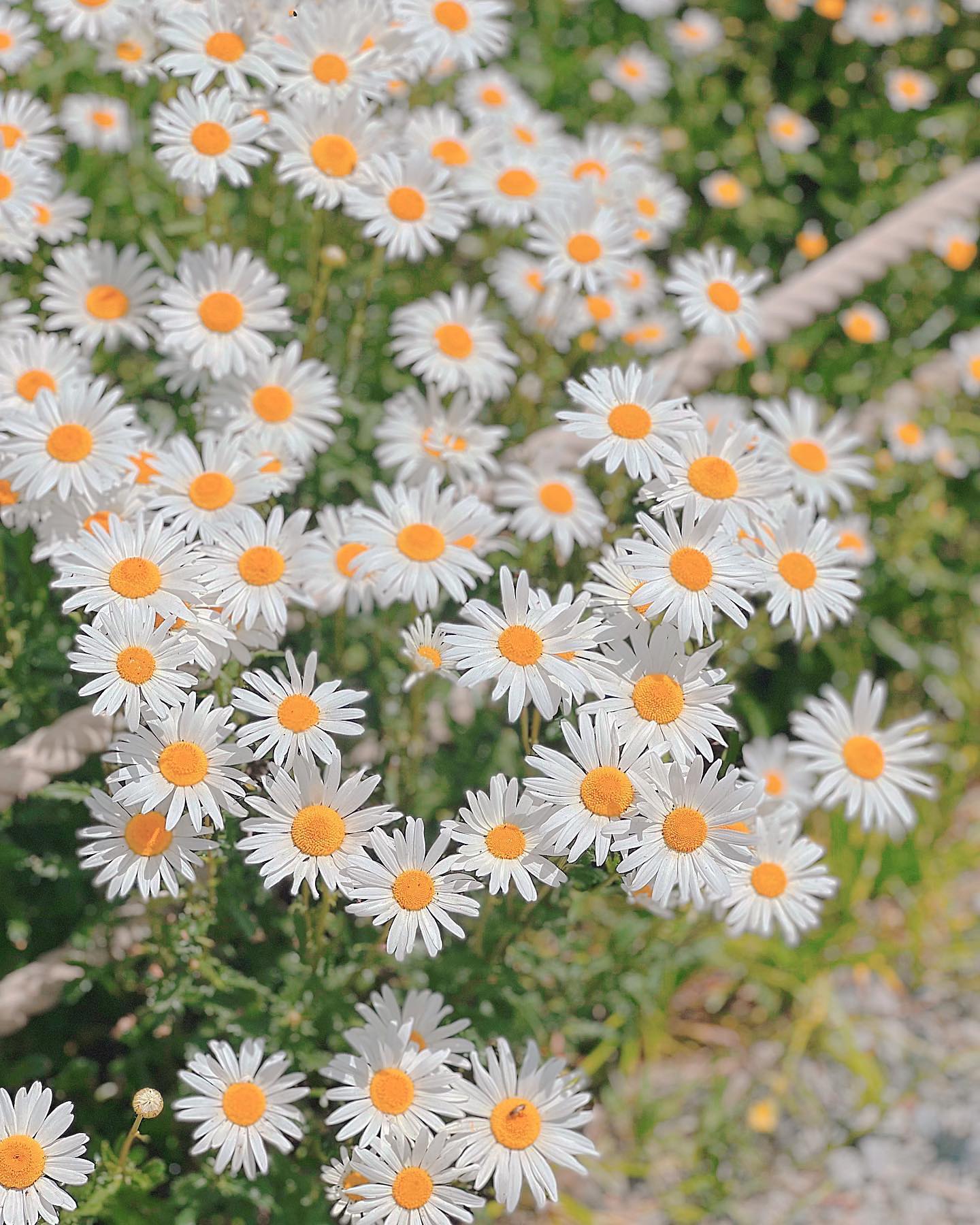 travel_cs_pic #시에스여행

울산에서는 큰 규모의 샤스타데이지 군락지는 없지만
소소하게나마 샤스타데이지를 볼 수 있는 곳입니다.
최근에는 영화 촬영도 있을 정도로 초록초록한 숲 속을
걷는거 조차 아름답게 느껴지는 선암호수공원.

☕ #선암호수공원
📌주소: 울산광역시 남구 선암동 490-2
📌주차: 호수공원 내 공영주차장 무료 이용

---------------------
📍카페정보 -> caffeine.cs
📍블로그 -> https://blog.naver.com/ckdtn910731