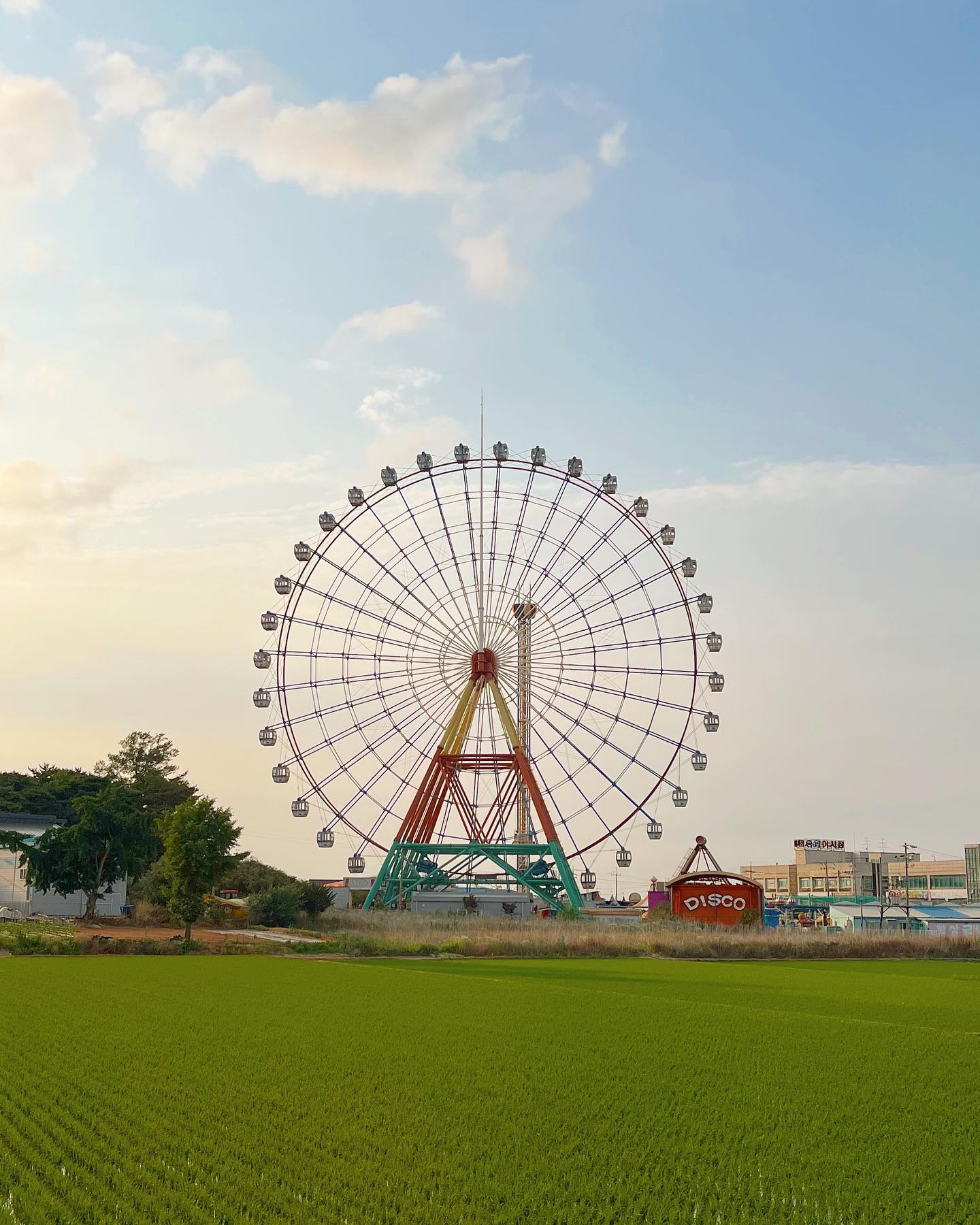 🎡