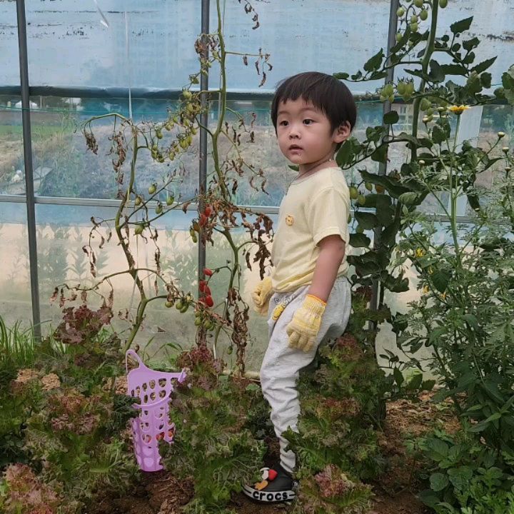 ㆍ
1일 농부체험ㅋㅋㅋㅋ
토마토 따고 상추 밟아뭉게고
뿌리채뽑고
들깨 뿌려버리고
할미 한테 일러야지

마지막사진은 
고된일하고ㅋㅋ땀닦는ㅋㅋㅋ
건후야~ 또 토마토 따러갈까?
아니 
왜?힘들어?
응
ㅋㄲㄱㅋㅋㅋㅋㅋㅋ오키