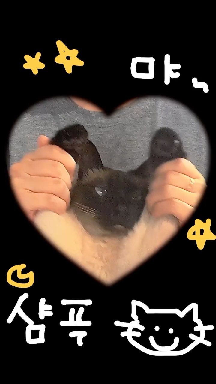 유행에 뒤쳐지지 않는 고양이, 샴푸 😎
.
.
.
-
🔖
#kitty #cats #kitten #kittens #kedi #katze #แมว #猫 #ねこ #ネコ #貓 #고양이 #Кот #котэ #котик #кошка #cutecats #meow #kittycat #catinstagram #catsclub #caturday #catsofig #bestmeow #냥스타그램 #fff #followforfollowback #funnyvideos #유머 #릴스