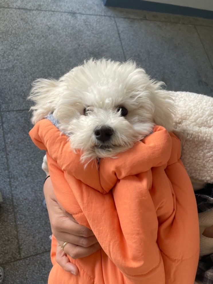 복실이 보자기 후기 (패리스독 퀄팅멀티워머)