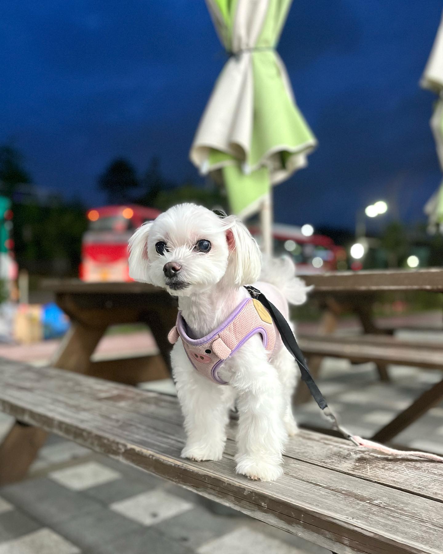 콘텐츠