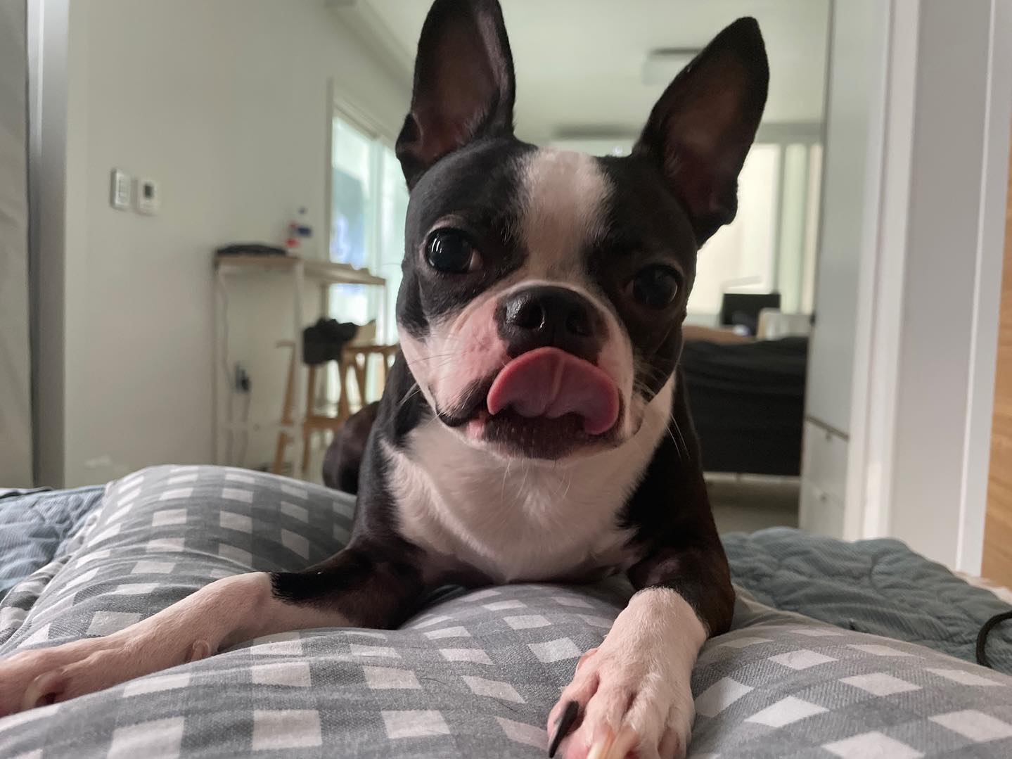 #오랜만에#엄마깨우기#착한딸💕#보스턴테리어#코코#bostonterrier#4yearsold#goodgirl#goodmorning#everyone❤️