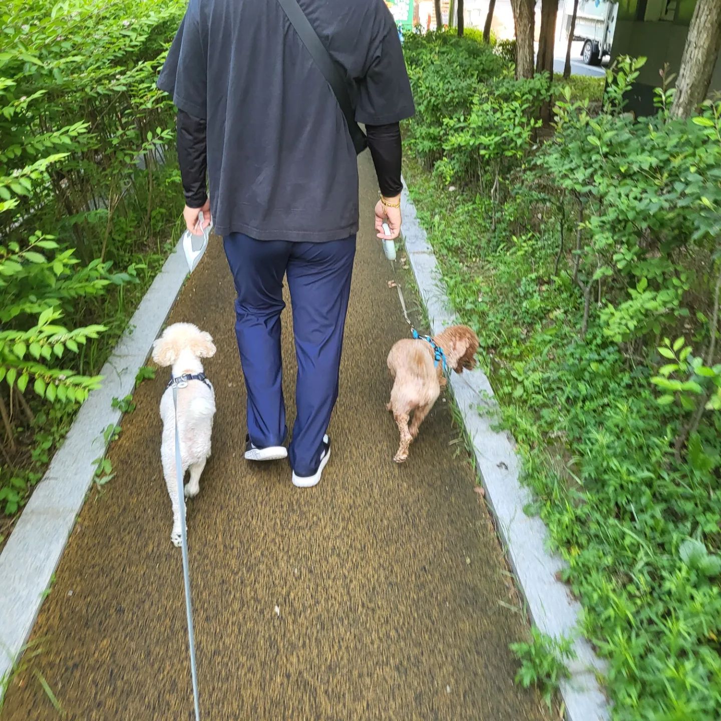 오늘 산책길 더워도 너무 덥다 🥲 익어버릴것같아 그래도 신나하는거 보니 잘 나왔다!! 물놀이하는 오리 발견 🦆

#산책 #일요일 #강아지 #오리 #더워💦 #덥다더워💦