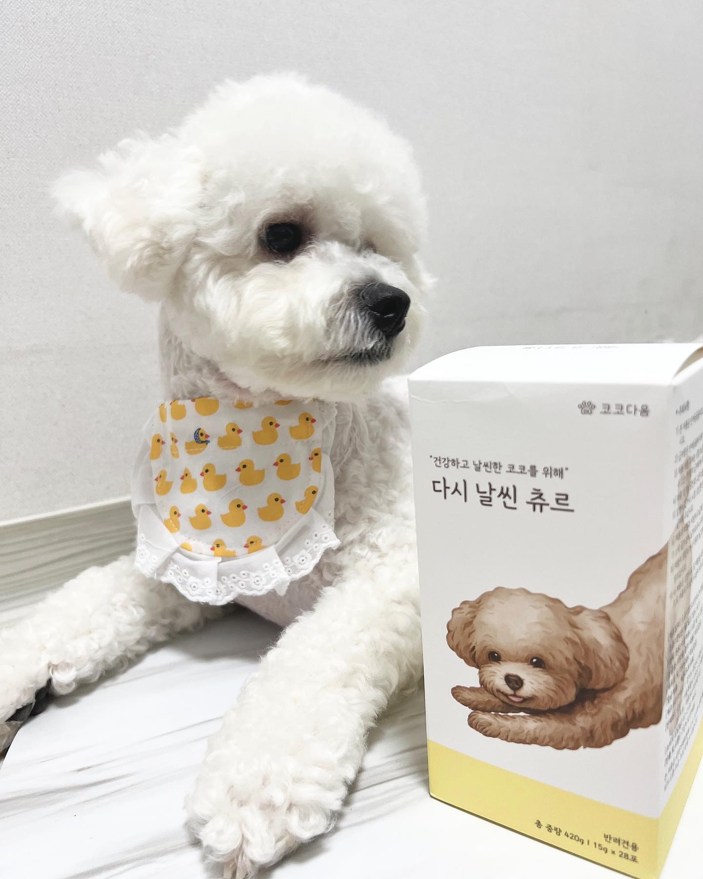#협찬 #코코다움 #다시날씬츄르 

코코다움의 날씬츄르를 먹어봤어요❤️

👉🏻 1포에 15g, 단 8kcal로 부담없이 먹일수 있는 간식이에요!!

체중 조절에 도움을 주는 대표원료를 사용하여 효율적인 다이어트🥴

유산균도 들어있어 장내 유익균 증진과 월활한 배변활동에 도움을 준다고 하네요!!

어떰 제품이든 안먹으면 의미 없는데 맛있는지 얼굴에 범벅하며 먹네요ㅠㅠ

사료에도 섞어줬는데 그릇까지 씹어먹을 정도 ㅋㅋㅋ
다은 간식은 안주고 츄르만 줘도 될것 같아용!

다이어트중인 댕냥이 친구들 굶지말고 츄르먹으면서 다이어트하자🥰🥰❤️

#강아지간식 #강아지다이어트 #강아지다이어트사료 #고양이간식 #고양이다이어트 #고양이다이어트사료