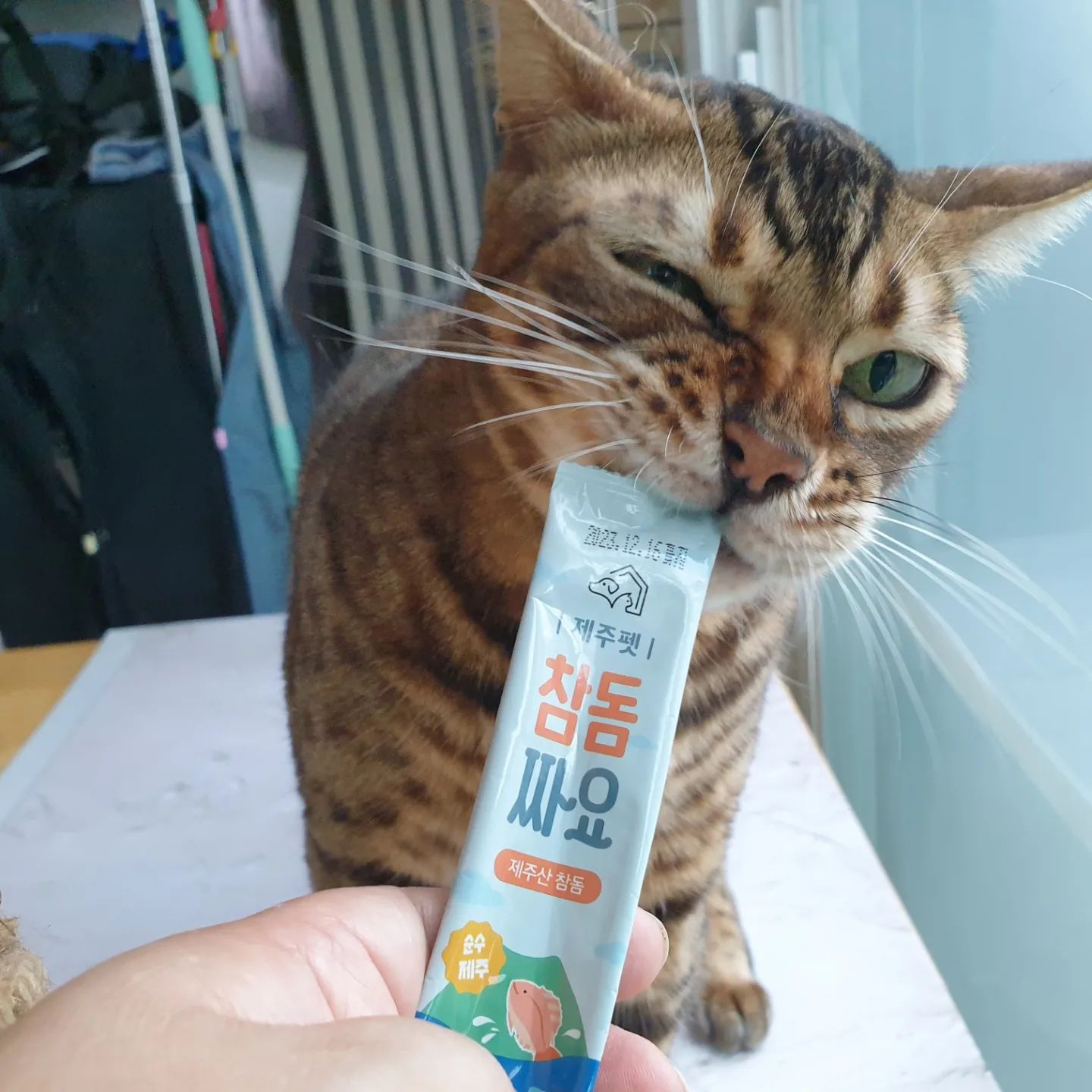 #협찬 이지만 기호성 좋은 청정 제주산 참돔으로 만든 고양이 간식 추천합니다😽

제주펫짜요는 휴먼그레이드 그 이상 등급의 재료를 사용하고 있다고 합니다.🙀
제주 현지에서 바로잡아 횟감으로 손질 된 순살로 기호성 높아서 집사 입장에서 매우 만족하는 제품입니다.
보통의 간식들은 부산물을 많이 사용하는걸로 알고 있는데, 제주펫짜요는 부산물을 많이 쓰지 않고 청정 제주산 참돔 순살을 90%이상 쓰고 있다고 하니 더더욱 믿음이 가네요😼
제품의 특징을 조금 더 살펴 보면

✔참돔은 오메가3가 아주 풍부하여 피부와 모질 건강에 도움되며 단백질,미네랄,비타민 등 영양성분이 풍부하여 DHA/EPA성분으로 아이들의 인지기능을 향상 시킴
✔방부제, 인공색소, 감미료, 타피오카, GMO 무첨가 및 기호성을 높이기 위해 사용하는 나트륨 비율을 낮춰 알러지 유발하는 인공 첨가물,감미료를 넣지 않아 믿고 급여할 수 있음
✔헤어볼 방지와 피부건강에 좋은 코코넛 오일과 유산균,타우린도 풍부하게 들어가 있음

짜먹는 스틱 간식 이것저것 먹여 본 집사 입장에서 볼때 기호성이 매우 좋아서
추천합니다.😻

#협찬 #제주펫 #제주펫짜요 #옥돔짜요 #참돔짜요 #광어짜요 #고양이간식 #고양이짜요 #고양이간식추천 #고양이츄르 #츄르 #반려동물 #고양이 #집사 #고양이선물 #제주짜요