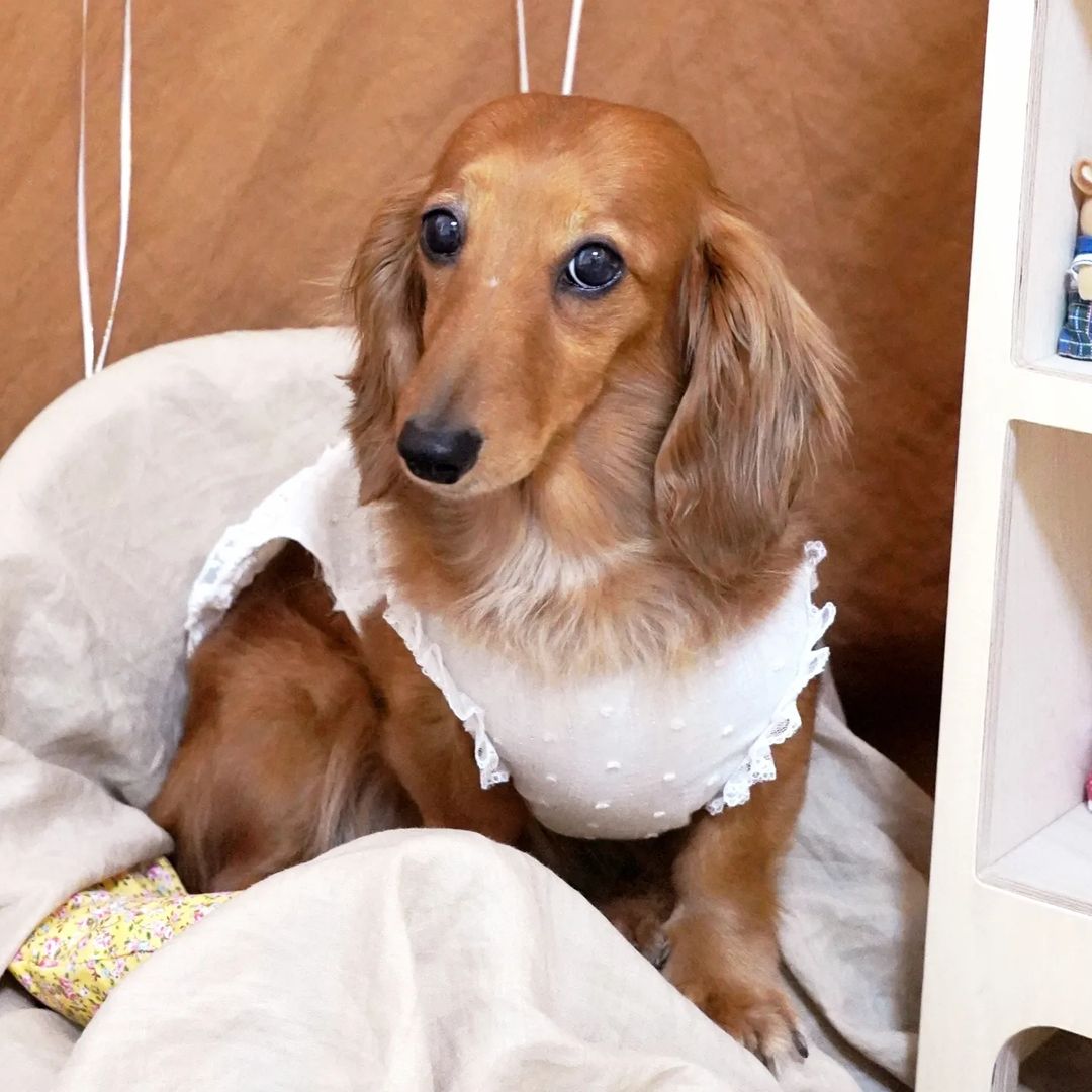말티푸 그리 닥스훈트 삐노 누와 삼남매 on Instagram: “우리집 브레인 담당 이누와 누나🐕 어렸을 때는 제법 포즈를 취해줬는데 이제 다 컸다고 맘대로 뚱~ 한다고 엄마가 속땅하대😔 그래