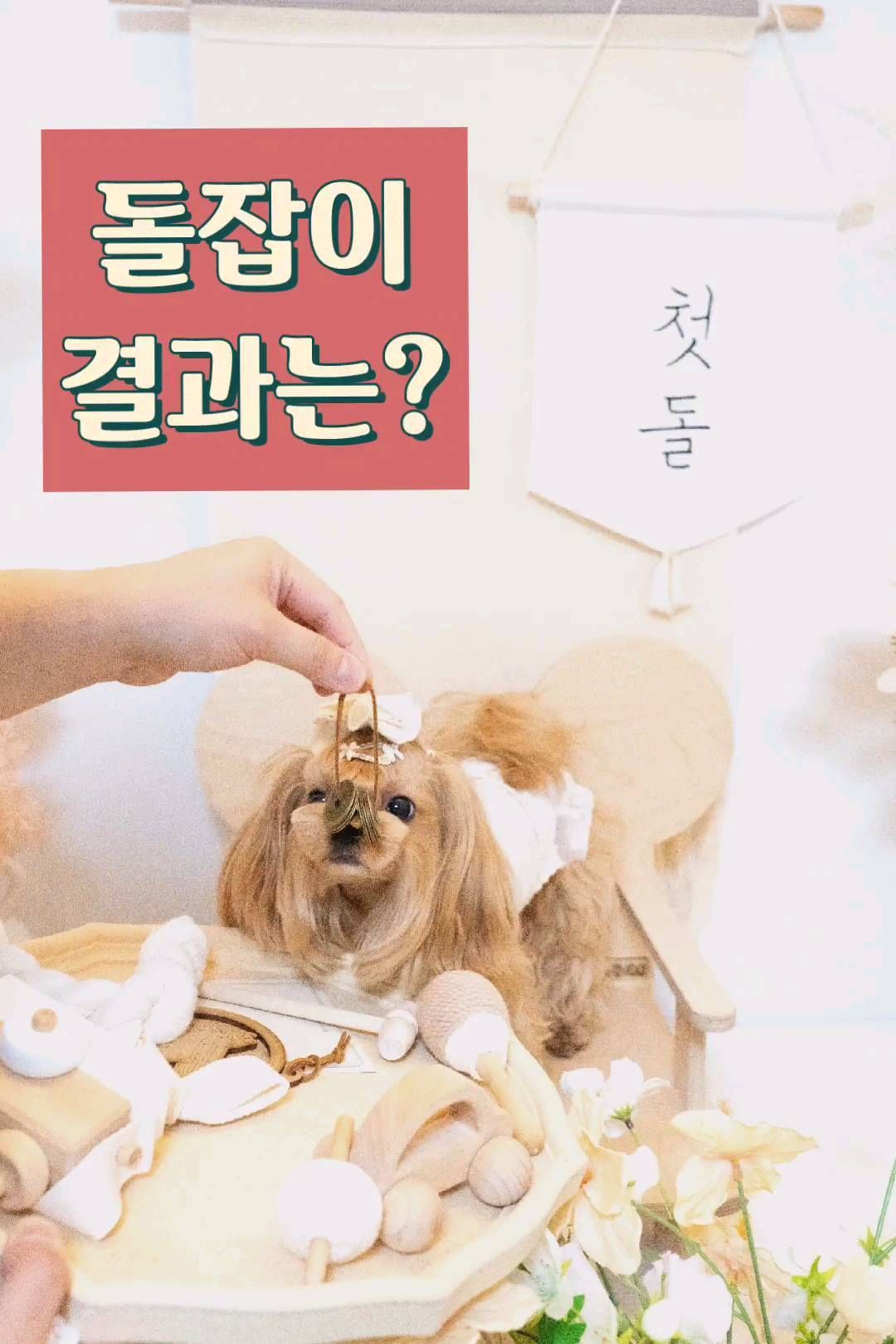 강아지의 돌잡이는 
손이 아니라 침으로😊

판사봉🔨을 찜했으니
강아지 최초로 공부 열심히 해서 
판사가 되어볼까😎

우리 엄마는 건강하기만 하래ㅎㅎ
우리 엄마 최고👍

그리의 첫 돌 최고의 선물은
우리 엄마야!!!
그리는 엄마가 느무 좋아😍

매일 매일을 생일처럼
오늘도 행복하게 보내자^^

#말티푸그리#돌잡이#강아지돌잔치#돌잡이풀패키지#돌잡이상#판사#말티푸는사랑입니다#말티푸#말티푸일상#말티푸그램#말티푸그램❤️#강아지돌상#강아지생일파티#강아지생일#말티푸강아지#말티푸얼컷#강아지홈모델#말티푸미용#말티푸미용스타일##강아지돌잡이#돌잔치의상#강아지옷추천#맞춤애견의류