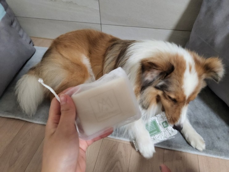 강아지 산책 후 깨끗한 발관리 하기 <모아맘> 강아지 비누