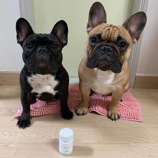 미리미 on Instagram: "#협찬 #제품무료제공 🌀강아지 면역력 유산균 본아페티 프로바이오틱 캡스 . . ✔️장건강은 기본 ✔️치주염관리, 치석케어가능 ✔️부원료 강황- 면역력유지및