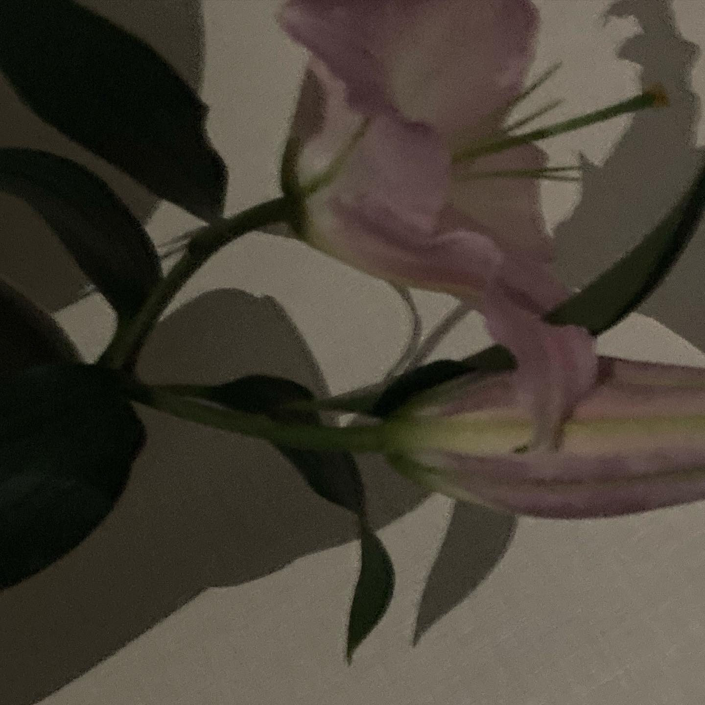 콘텐츠