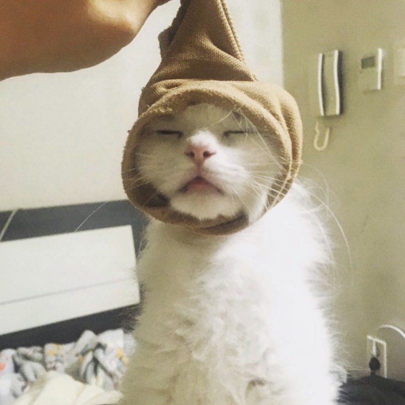 ^•_•^
