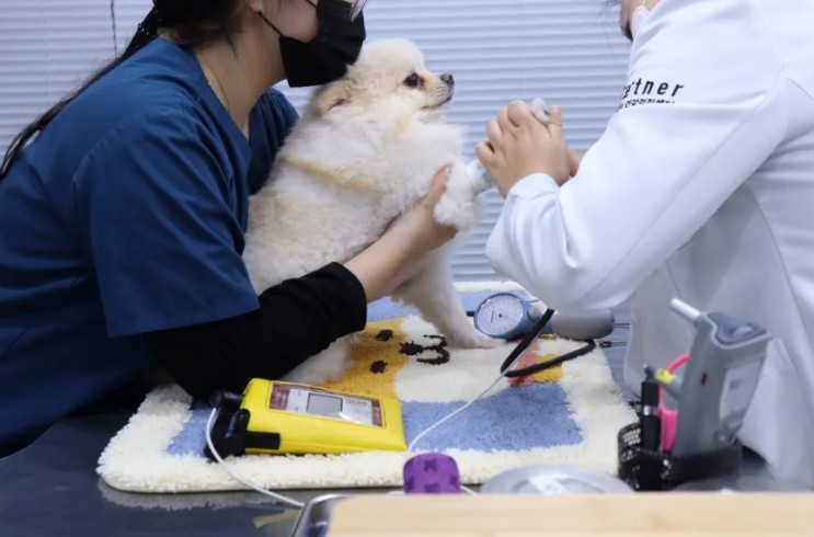 역삼 펫트너건강검진센터, 펫트너건강검진패키지 스탠다드 후기
