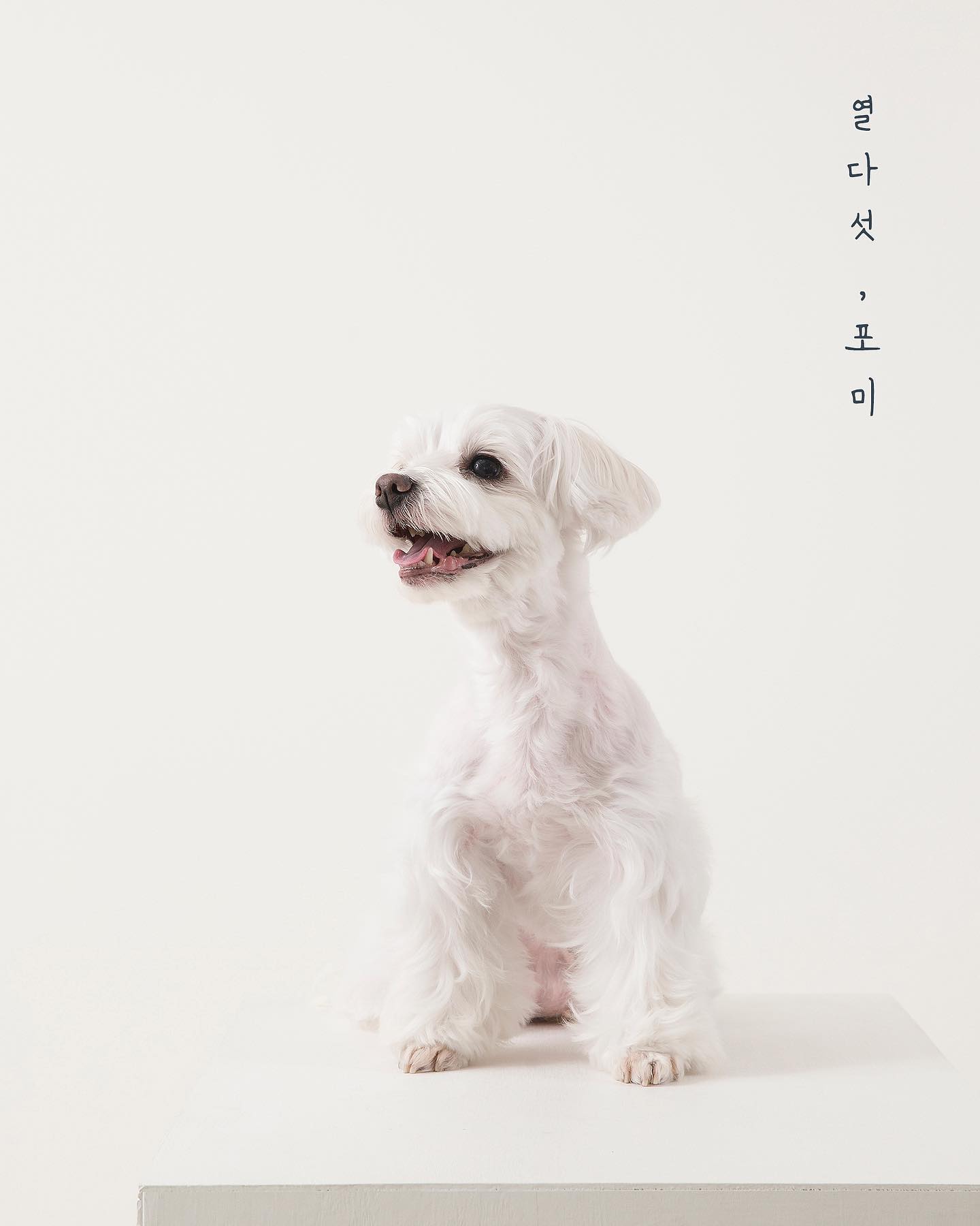 .
우리애기 드디어 사진찍었다
열다섯 포미 
아프지말고 오래오래 언니랑 놀자🤍