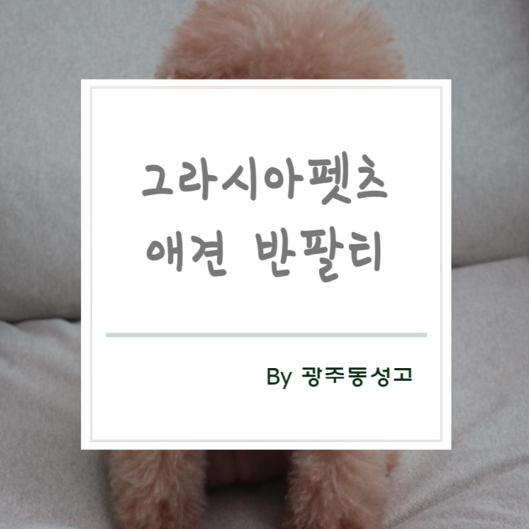 알러지프리 오가닉코튼 애견 젤리곰 반팔티 by 그라시아펫츠