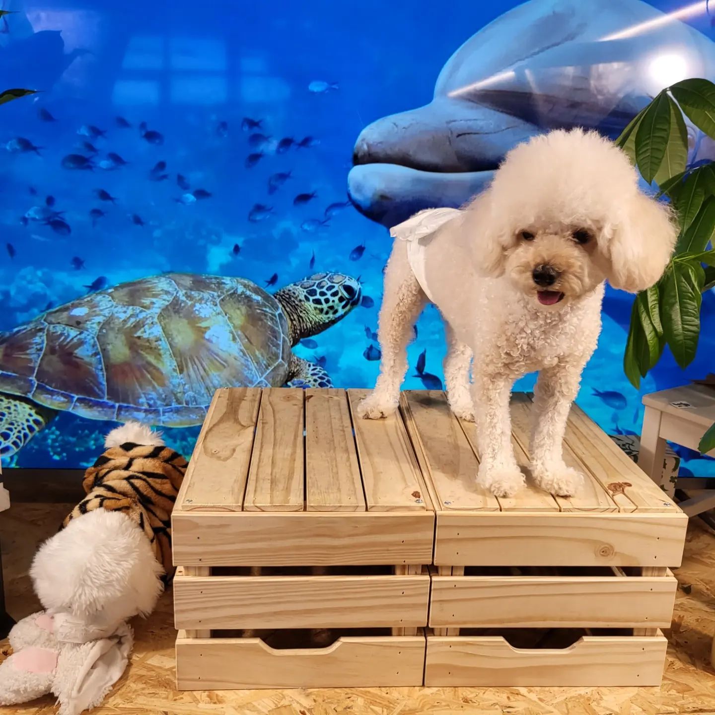 주말에 애견카페 어반밸리 방문! 강아지들 천국이다. 여러 견종들이 뛰어노는 곳🐶 신난 귀요미들 멍푸치노도 먹어보고 강아지 푸딩도 먹어보고 즐겁다 ☕

#주말 #애견카페 #어반밸리 #강아지 #의정부애견동반 #의정부애견동반카페 #의정부애견동반식당 #푸들