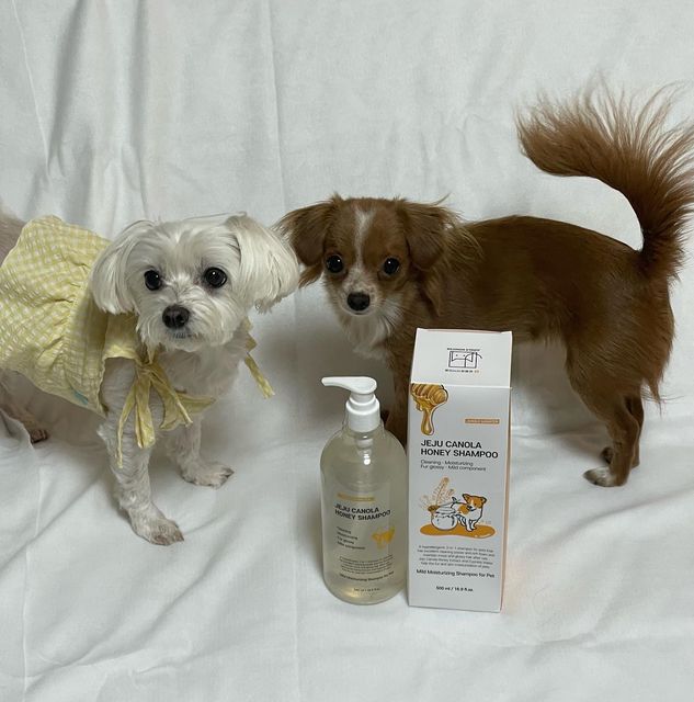 🐶짜장 치즈 막내🐶 on Instagram: "우리 짜치내가 #제주유채꿀펫샴푸 체험단이 됐오🐶 마침 샴푸 바꾸려고 엄빠가 고민 중이었다나 뭐라나 제주 유채꿀 펫샴푸는 피부를 촉촉하고 부드럽게