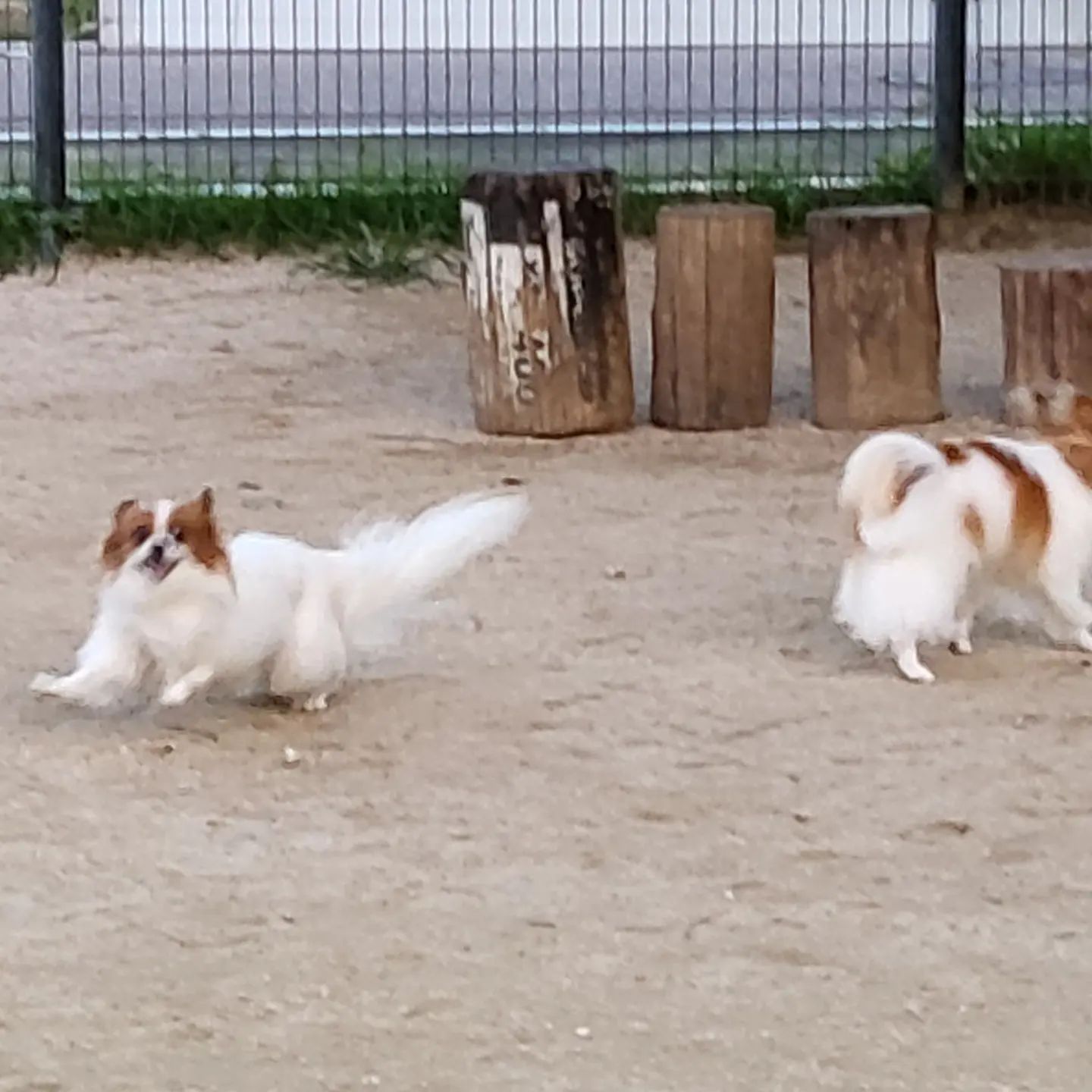 아는 개를 본 댕댕이의 텐션🥳
#쏴리질러
#파이 #달이

#빠삐용 #파피용 #귀여워 #강아지운동장 #애견운동장 #댕댕이 #산책