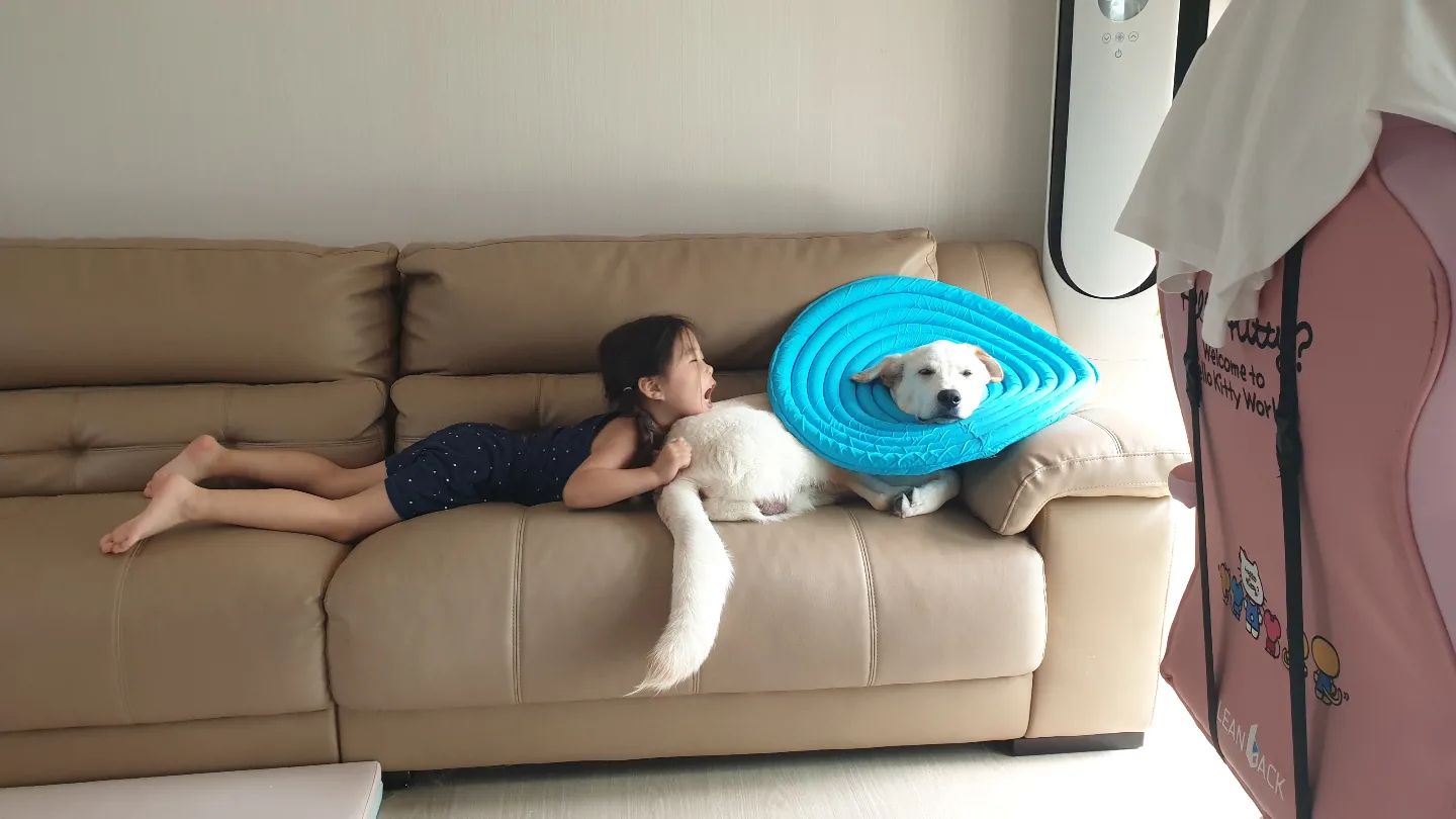 베개로 쓰는 넥카라😊 

얼른 벗고 싶은 넥카라😪 

#강아지일상기록 #강아지일상그램 #반려견소통 #반려견일상 #강아지피드 #반려견피드 #강아지맞팔해요 #강아지🐶