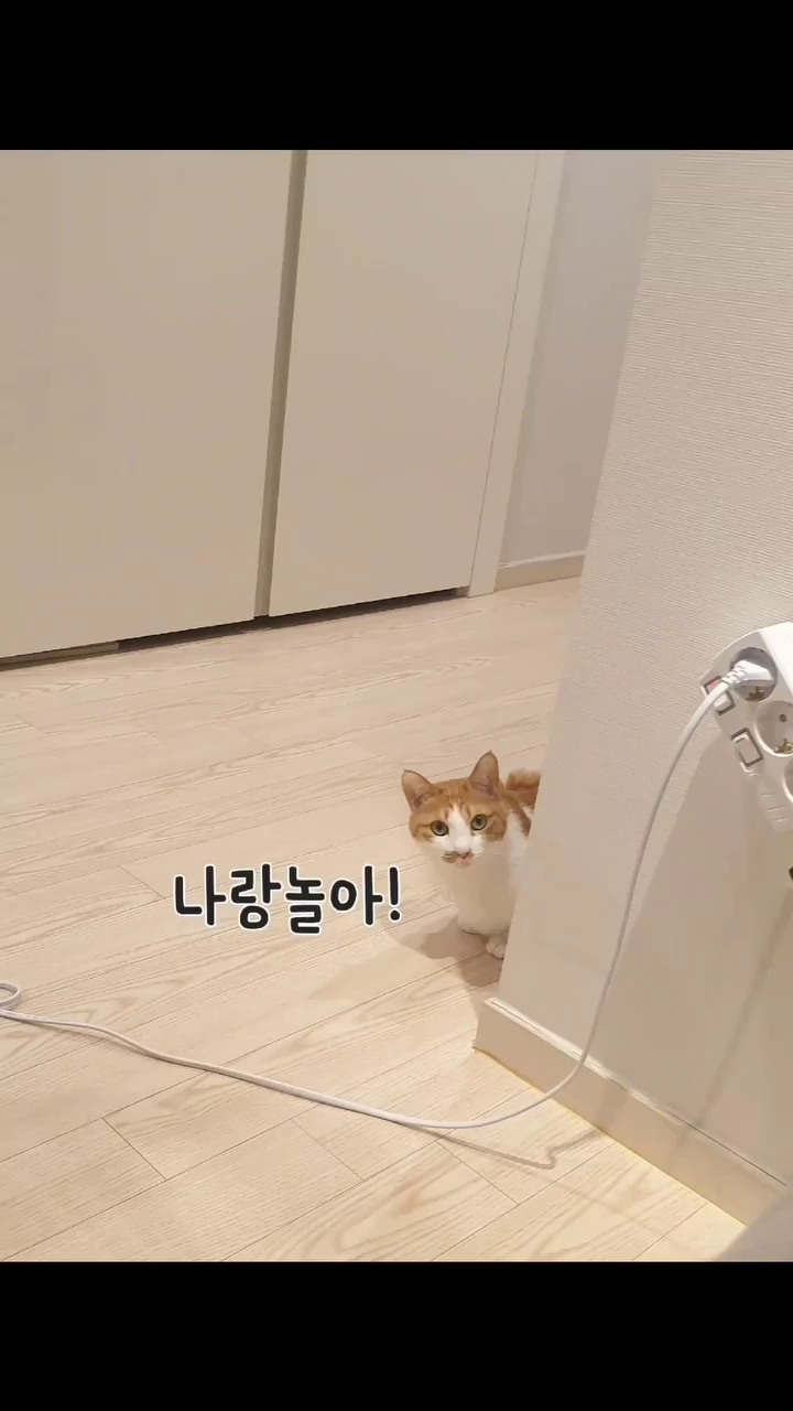 고란이버전🐱
릴스 재밌쟈나...😏