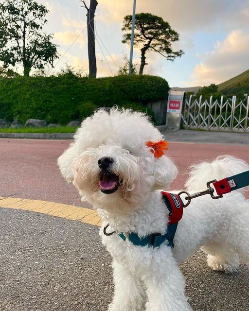 이든 on Instagram: "#협찬 #광고 매일 목욕싸움 하는 누니에게 ‘펫필터샤워헤드’를 협찬받았어요 일단 설치가 너무너무 쉽구요 여자 혼자서도 할수 있어요 전 그냥 쓰던 샤워기로 누니를 씻