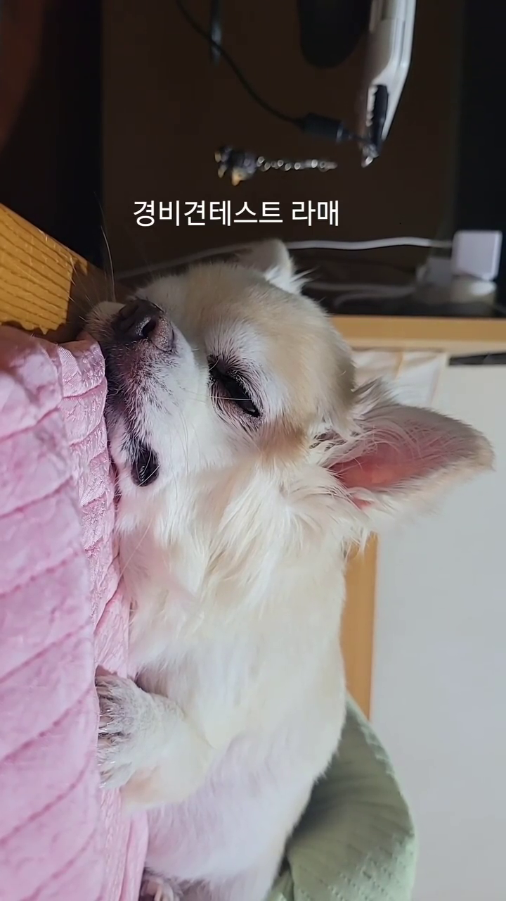 경비견 테스트라고..?