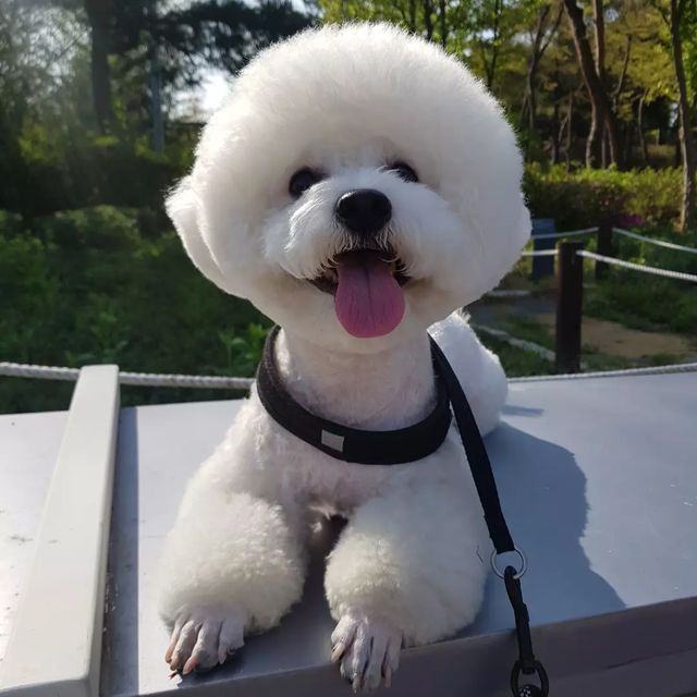 오천둥⚡️오하트💝 on Instagram: "천둥이 미용해씀둥💖 이번에는 여름이 다가와서 스포팅 미용 했는뎅 심쿵,,, 진짜 너무 이뻐졌어용😊 미용하고 여행갔는데 만나는 사람마다 천둥이 귀엽