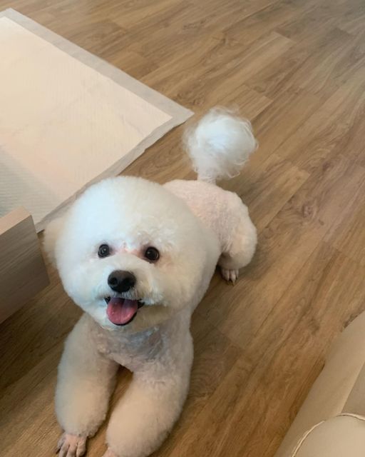 오천둥⚡️오하트💝 on Instagram: "그루머웅 짱💓 여름이라 시원해보이게 스포팅 했는데 아들이 아닌 딸처럼 넘 이뻐져서 와서 엄마는 감동😭💓 오랜만에 갔는데 역시는 역시다💕 다른 곳