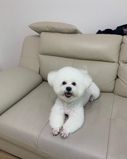 오천둥⚡️오하트💝 on Instagram: "오늘도 미용 완료💕 믿고 가는 🐶💛그루머웅💛🐶 항상 다른 애가 되서 돌아온당,,🤣 오늘도 감사합니당😊"