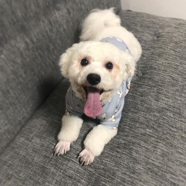 오천둥⚡️오하트💝 on Instagram: "🐶도봉동 그루머웅🐶 천둥 엄마는 오늘 금손을 만났다,,, 산책때마다 앞발이 까맣게💦 항상 스트레스로 가지고 있다 갑자기 문득 미용을 시켜 볼까 하는