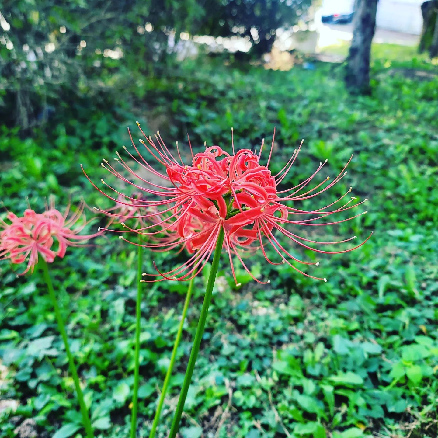 #첫줄가을
.
.
.
#상사화
#좋아하는꽃 #가을이니까
#길가다가상사화발견